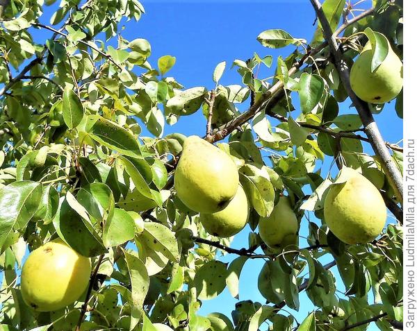 Груши..хороши на фоне голубого цвета