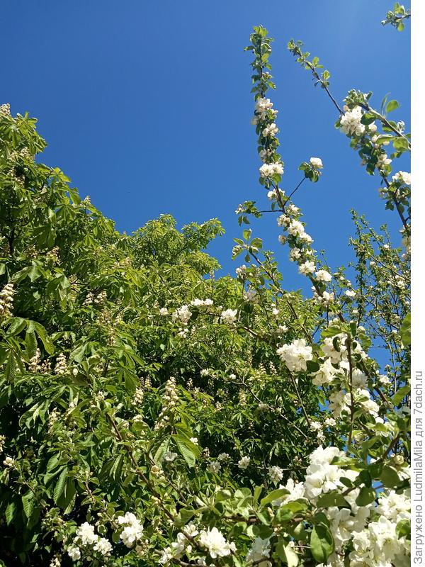 Каштан и яблоня