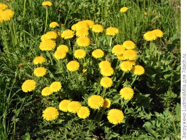 Утро ...29,05...СПб..