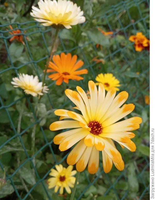 Любых оттенков