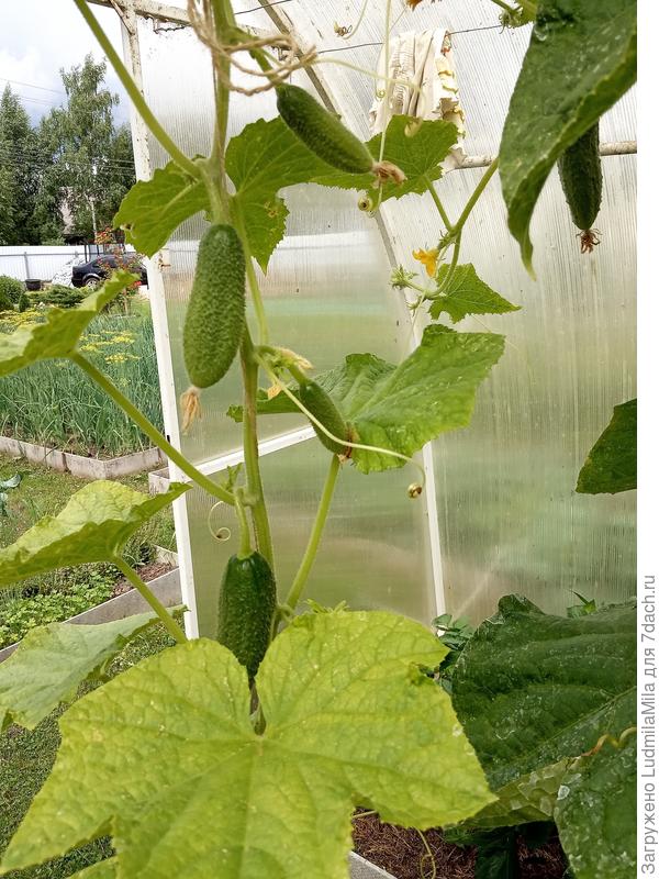 Пока вот так