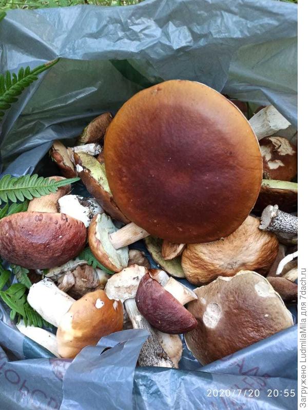 Не ожидала,что будут грибы...Собирала в пакет)))