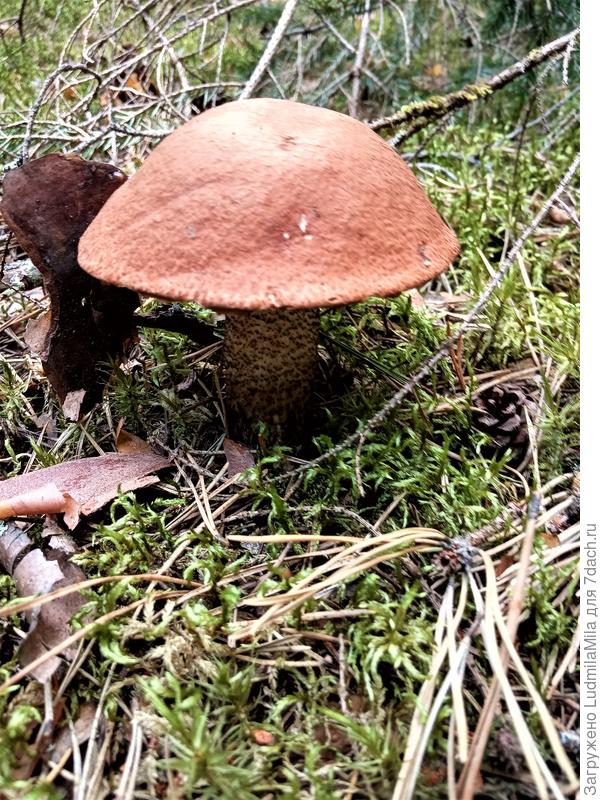 Красавец!!!!