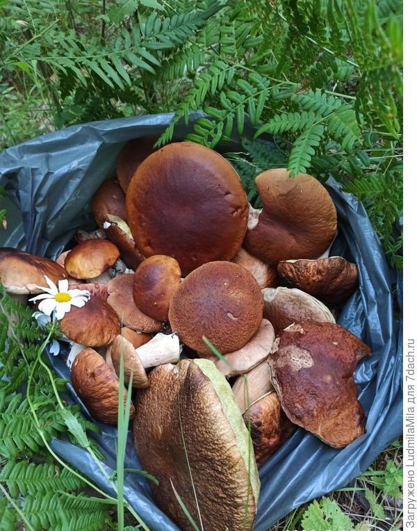 Зато выложила натюрморт))))