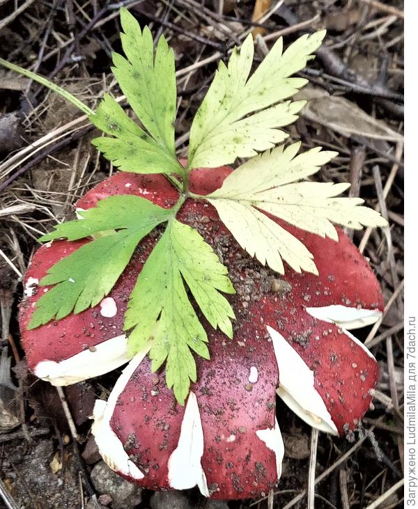 Вот такая композиция