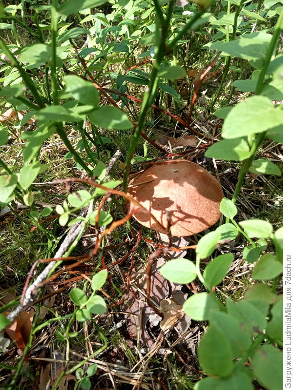 Немножко грибочков этого сезона