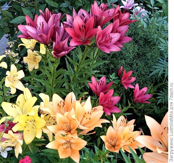 Чтобы в жизни было много ярких красок