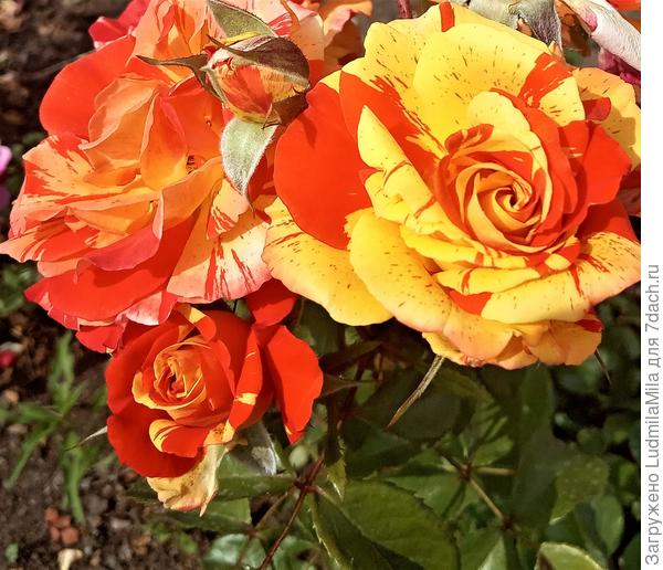 Чтобы в жизни было все только в яркую полосочку