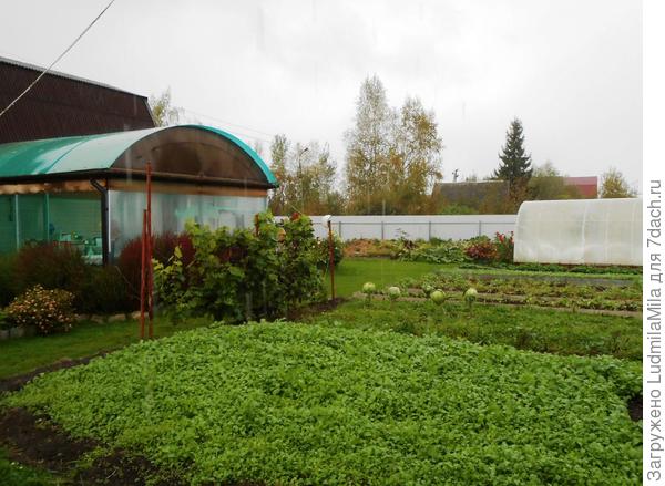 Засеяно горчицей