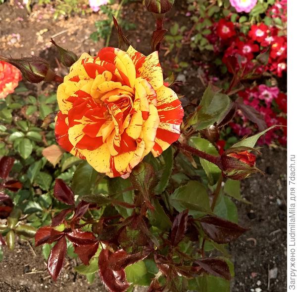 Елене,с Днем рождения!