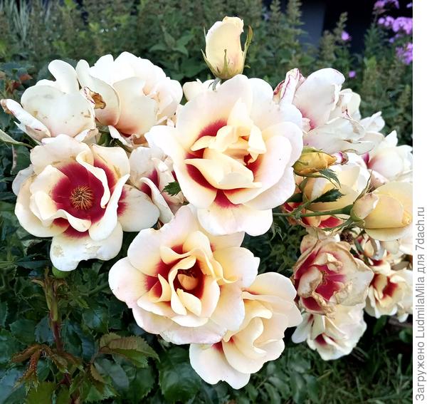 Анне,с Днем рождения!