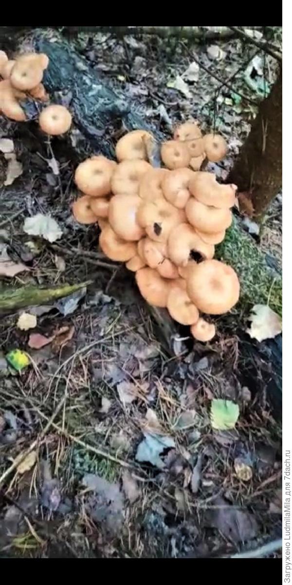 Опятами усыпано