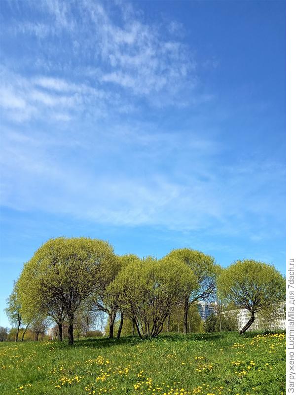 Вот такой формы.Весна