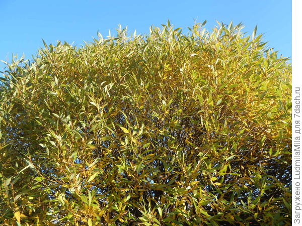 Крона.Осень