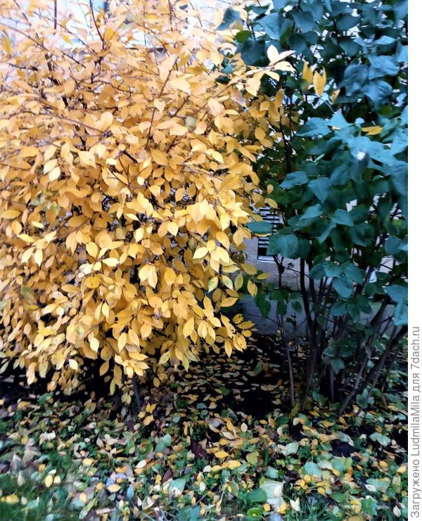 Сирень и вишня