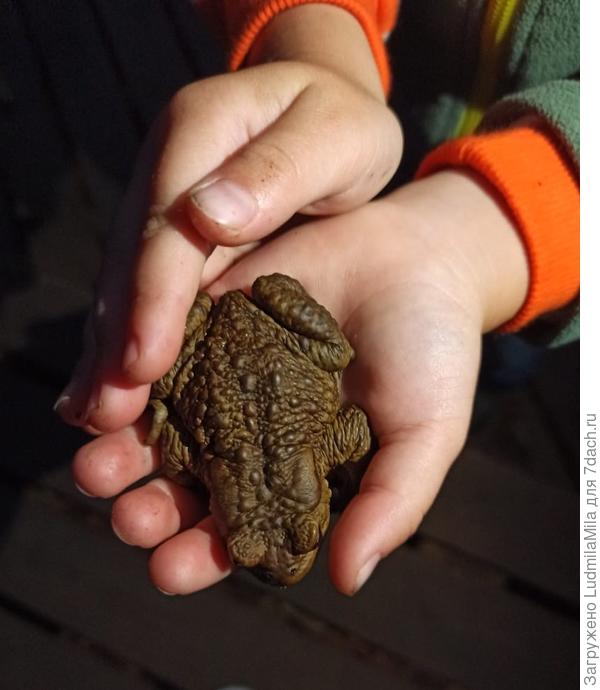 Внук-юный натуралист.Видит живность-пищит от восторга