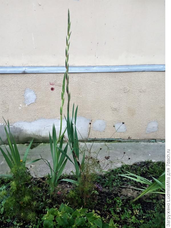 Даже не пойму-то ли только посадили,то ли не выкопали...