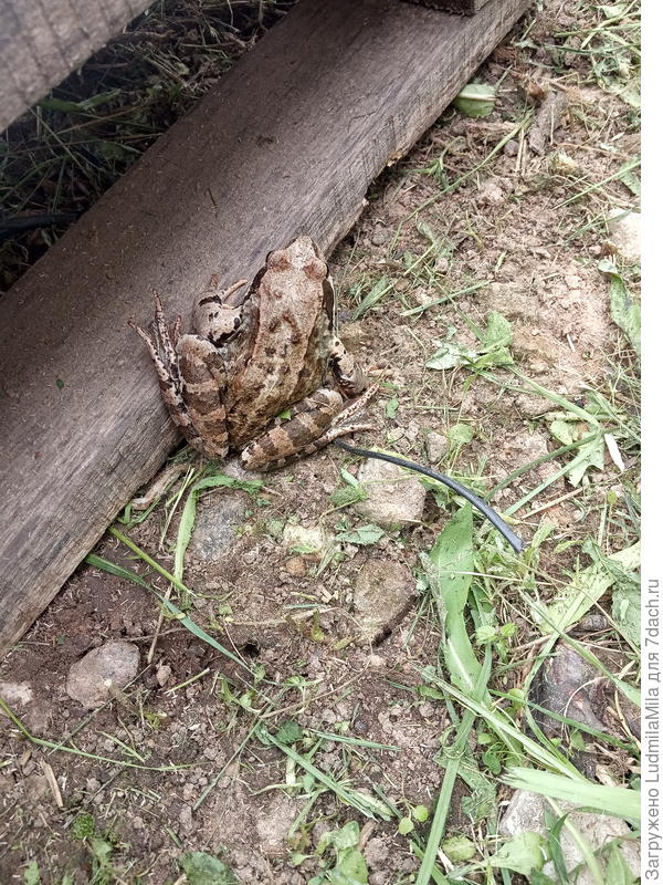 Здесь куча визгов и восторгов!!!!А какая лягушка прыгучая!!!!