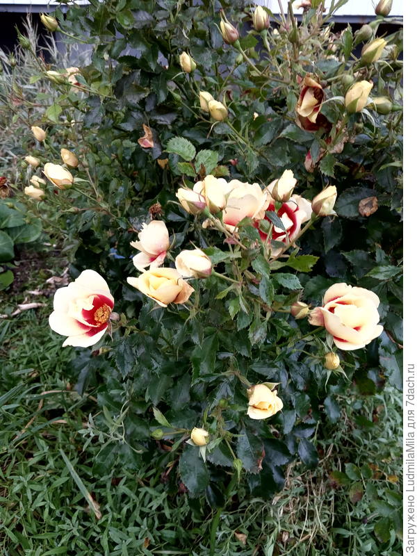 Розы еще с бутонами