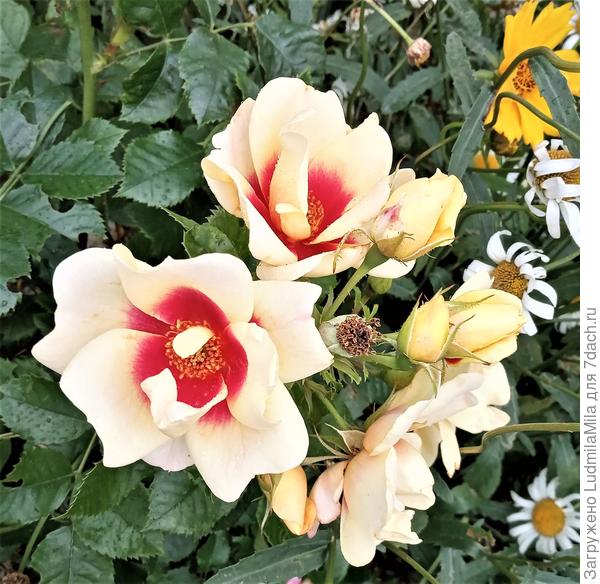 Здесь видно,что бутоны более темного оттенка