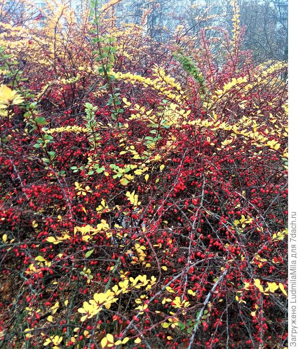 Заросли барбариса