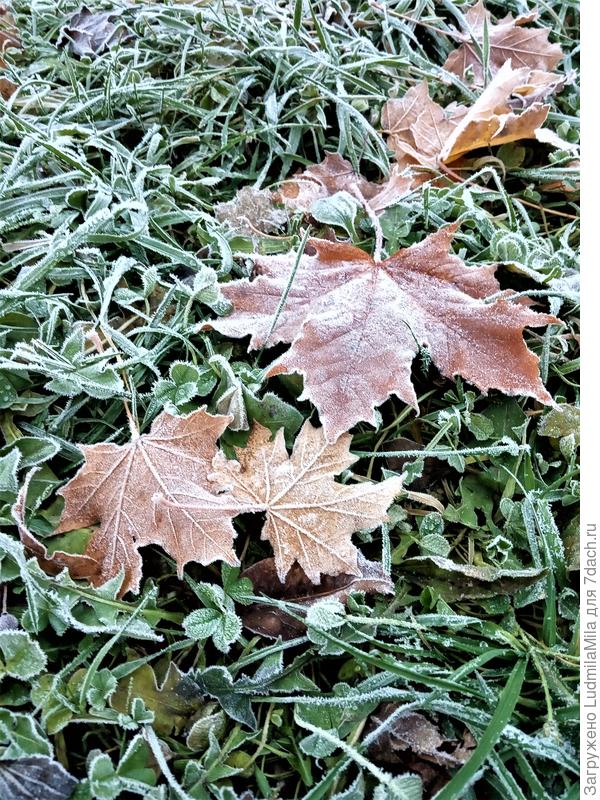 Утренние композиции