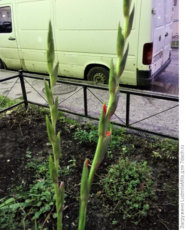 Вот такие шутки природы  17 ноября.утро.