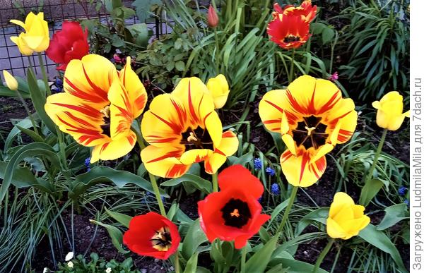 Немножко яркой красоты ...