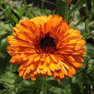 Солнечного настроения!!!!