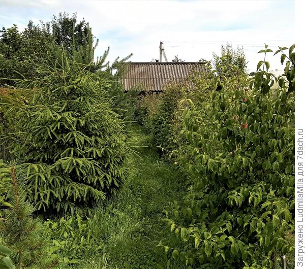 Куст хороший,зелени много))))