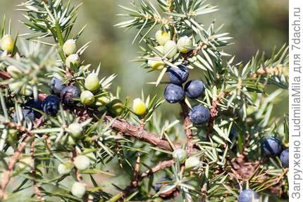 Из интернета