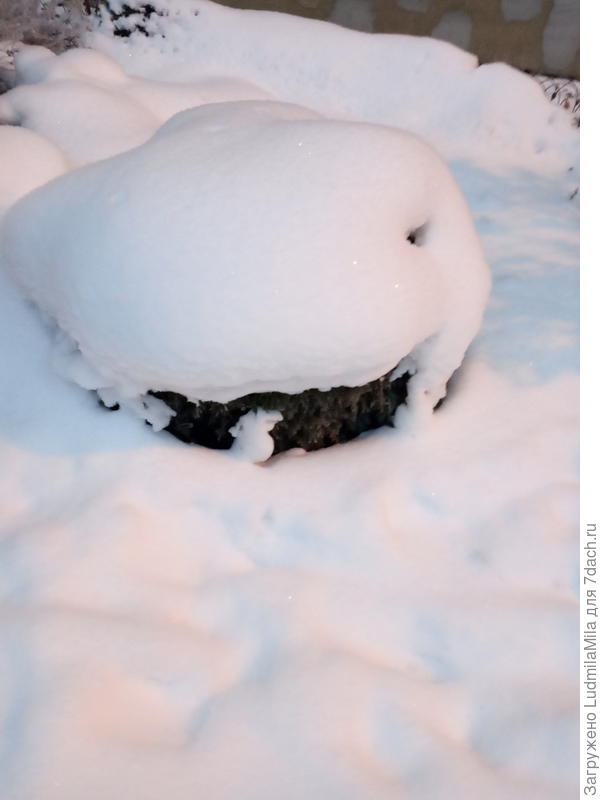 Шарик можжевельника