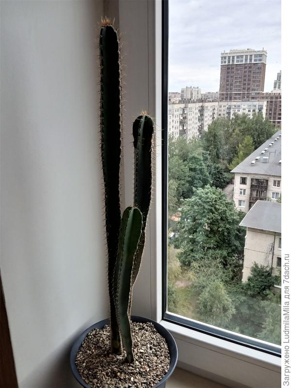 Цериус