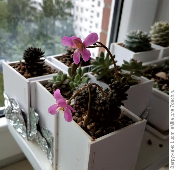 А еще есть и вот такой