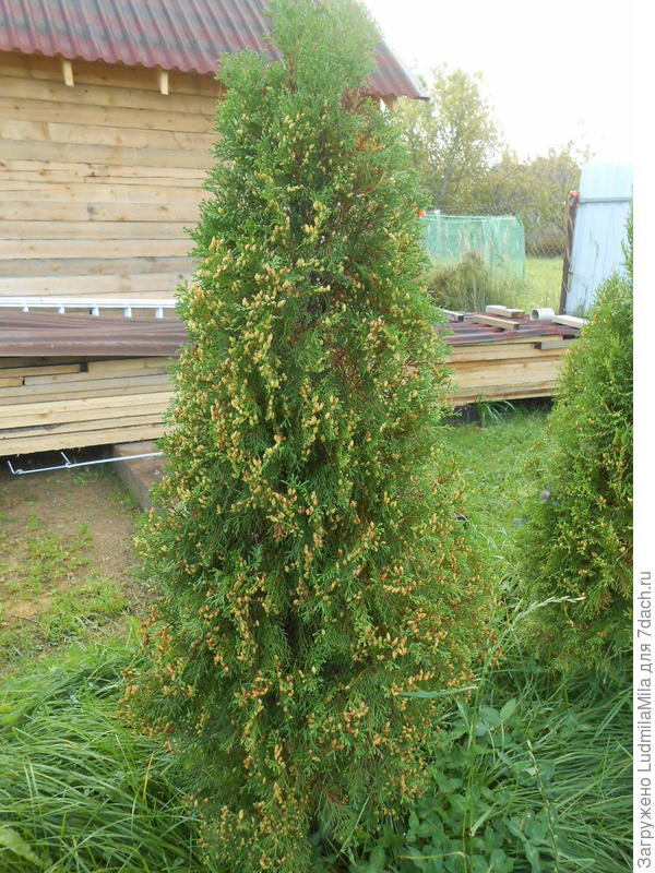 А вот туя с шишечками....