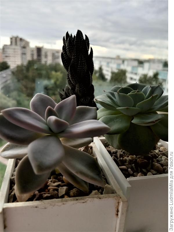 Перед цветением