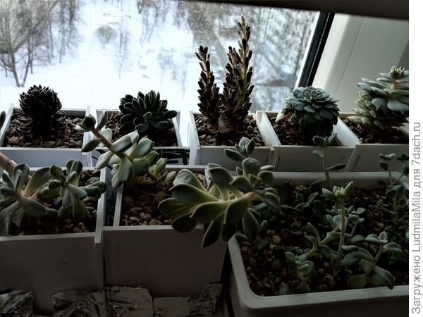 В квадратных горшках