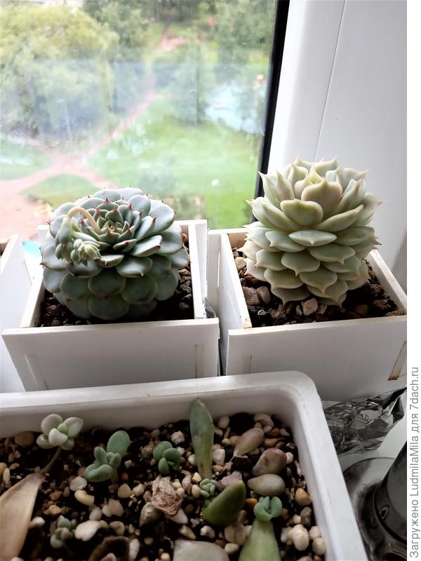 Перед цветением