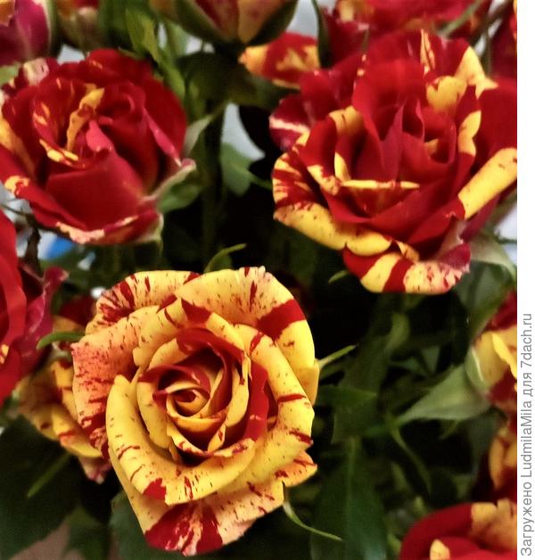 Ярких красок,хорошего и весеннего настроения!