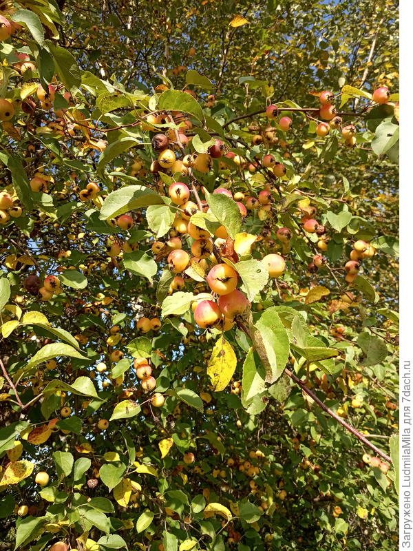 Яблоки падают на компост