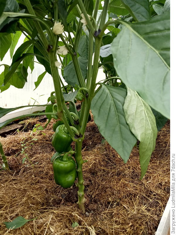 В теплице с перцами