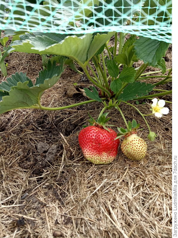 Клубника. Июнь