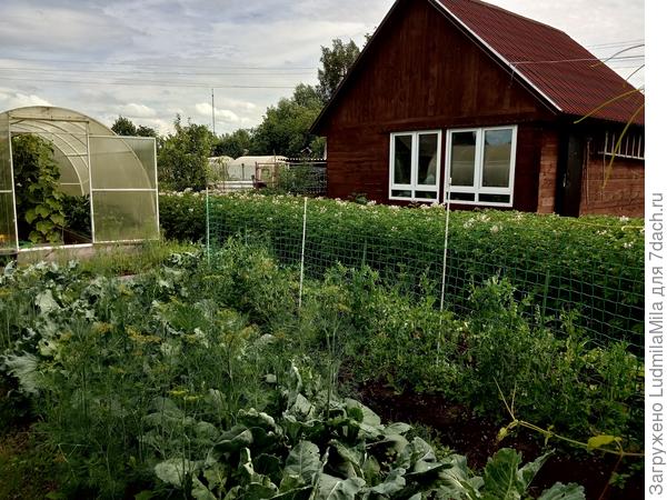 Очень хорошо растет капуста и картошка.Огурчики в теплице тоже радуют