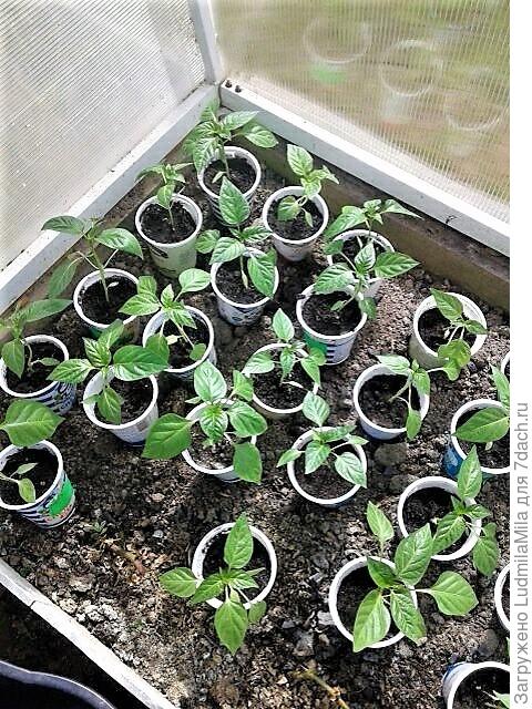 Перед высадкой в теплицу