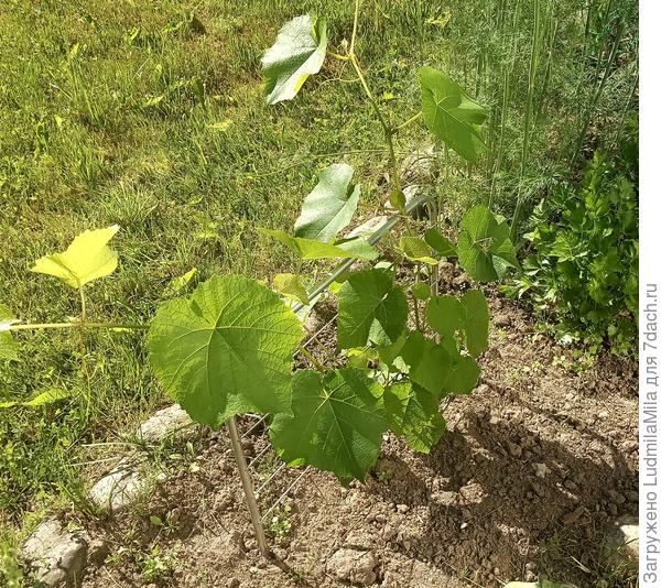 Виноград удобряем,выкапывая ямку и засыпая золой