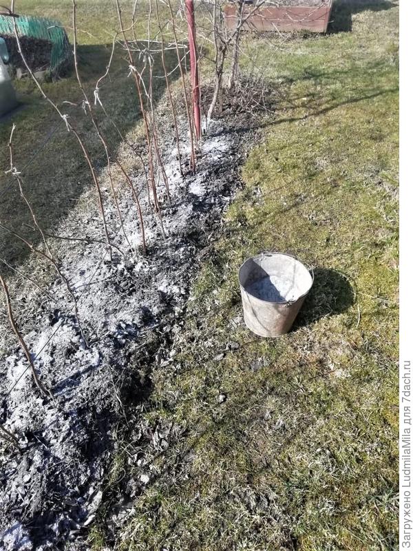 Зола под малиной