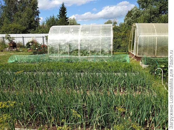 Грядки после сидерации