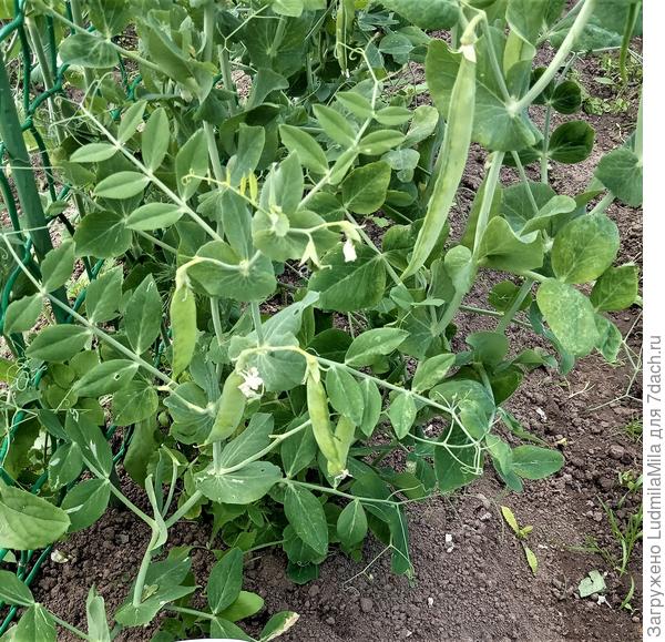 Горох. Тоже замечательный сидерат. Снабжает почву азотом, а ботва на мульчу или компост