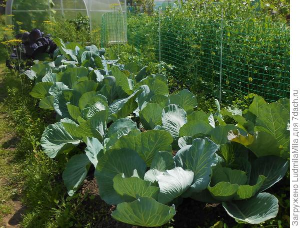 Капуста после сидерации