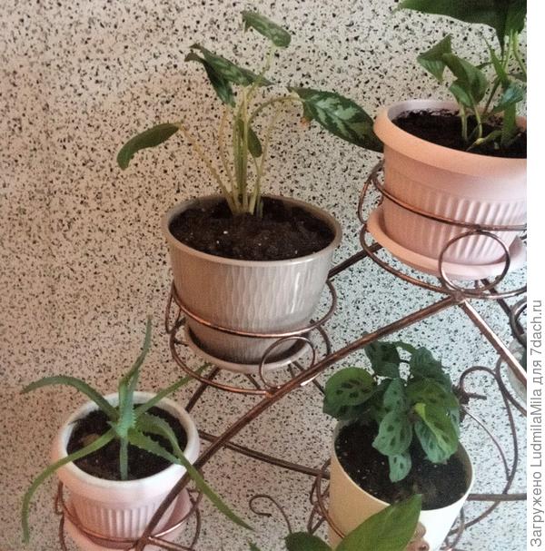 Расположение поддонов